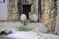 カピパラ