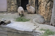 カピパラ