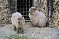 カピパラ