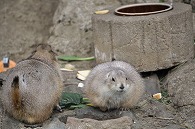 プレーリードッグ