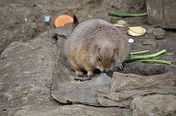 プレーリードッグ