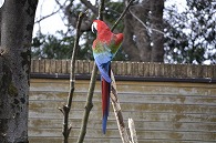 コンゴウインコ