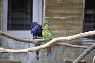 コンゴウインコ