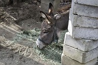ロバ
