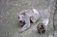 ニホンザル