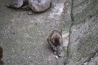 ニホンザル
