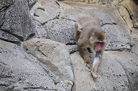 ニホンザル