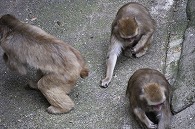 ニホンザル