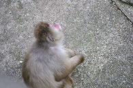 ニホンザル
