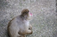 ニホンザル