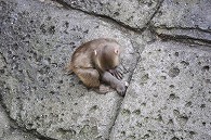 ニホンザル