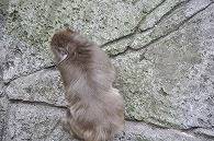 ニホンザル