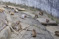 ニホンザル