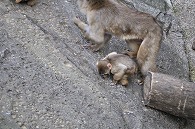 ニホンザル