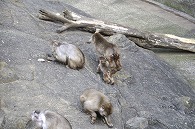 ニホンザル