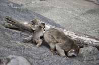 ニホンザル