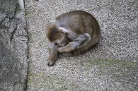 ニホンザル