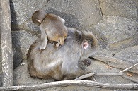ニホンザル