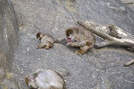 ニホンザル