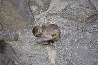 ニホンザル