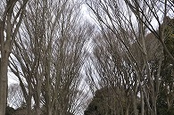 木
