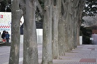 木