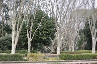 木