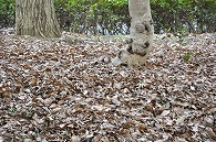 落ち葉