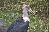 アフリカハゲコウ