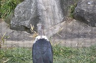 アフリカハゲコウ