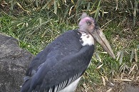 アフリカハゲコウ
