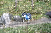 アフリカハゲコウ