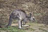 カンガルー