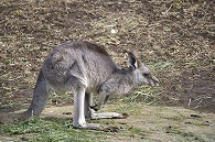 カンガルー