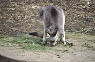 カンガルー