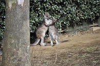 カンガルー