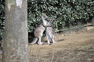 カンガルー