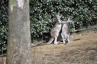 カンガルー