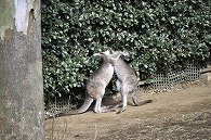 カンガルー