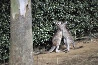 カンガルー