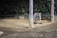 カンガルー