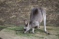 カンガルー