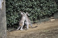 カンガルー