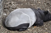 マレーバク