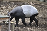 マレーバク
