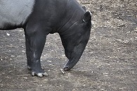 マレーバク