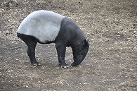 マレーバク