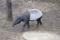 マレーバク