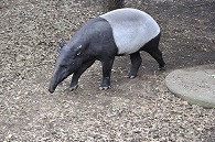 マレーバク