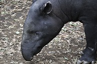 マレーバク